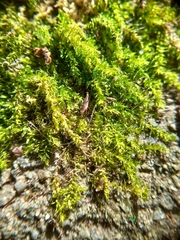 Sematophyllaceae