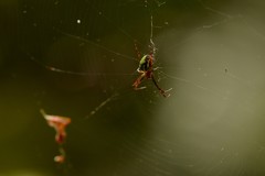 Novaranea queribunda