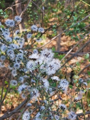 Cyanthillium cinereum