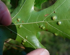 Taphrina caerulescens