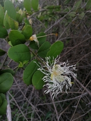 Cynophalla flexuosa