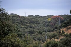Quercus rotundifolia