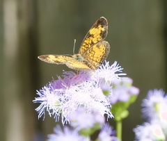 Phyciodes phaon