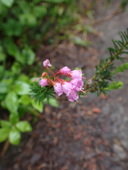 Phyllodoce empetriformis