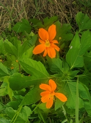 Tithonia