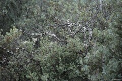 Quercus rotundifolia