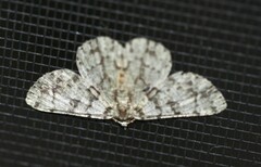 Aeolochroma hypochromaria