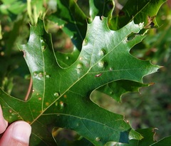 Taphrina caerulescens