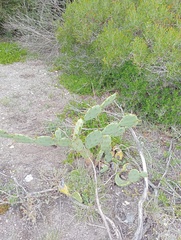 Opuntia stricta