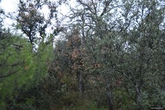 Quercus rotundifolia