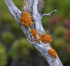 Teloschistes flavicans