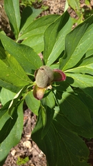 Paeonia officinalis