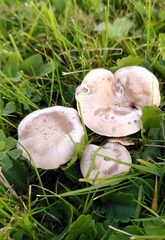 Clitocybe rivulosa