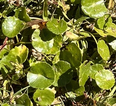Hydrocotyle umbellata