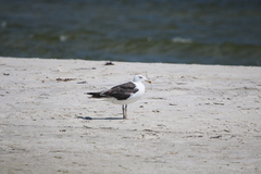 Larus marinus