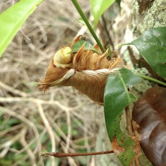 Megalopyginae