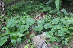 Cucurbitales