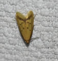Aeolothapsa malacella