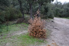 Quercus rotundifolia