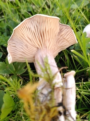 Clitocybe rivulosa