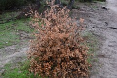 Quercus rotundifolia