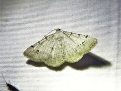 Digrammia pallidata