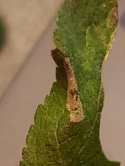 Phyllonorycter spinicolella