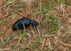 Meloe violaceus