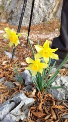 Narcissus