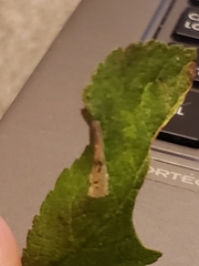 Phyllonorycter spinicolella