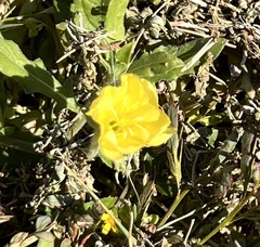 Oenothera laciniata