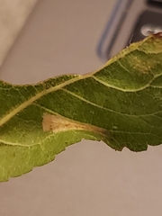 Phyllonorycter spinicolella