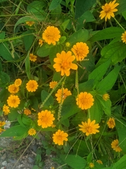 Asteroideae