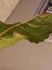 Phyllonorycter spinicolella