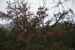 Quercus rotundifolia