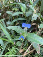 Commelina