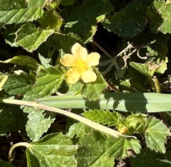 Malvastrum coromandelianum