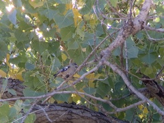 Coccothraustes vespertinus
