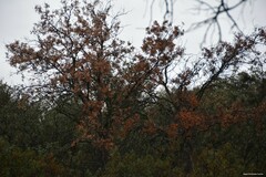Quercus rotundifolia
