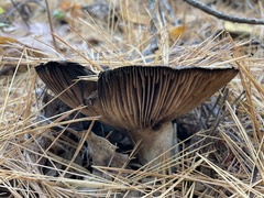 Russula dissimulans