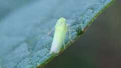 Cicadellidae
