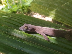 Thecadactylus rapicauda