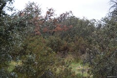 Quercus rotundifolia