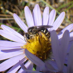 Lasioglossum leucozonium