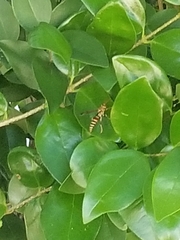 Polistes exclamans