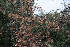 Quercus rotundifolia