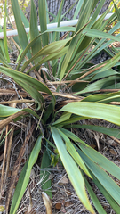 Yucca rupicola