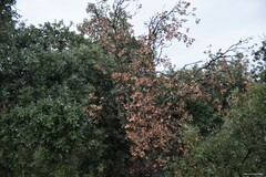 Quercus rotundifolia