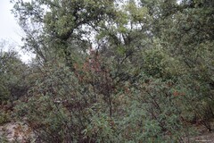 Quercus rotundifolia