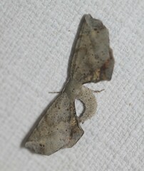 Parepisparis excusata